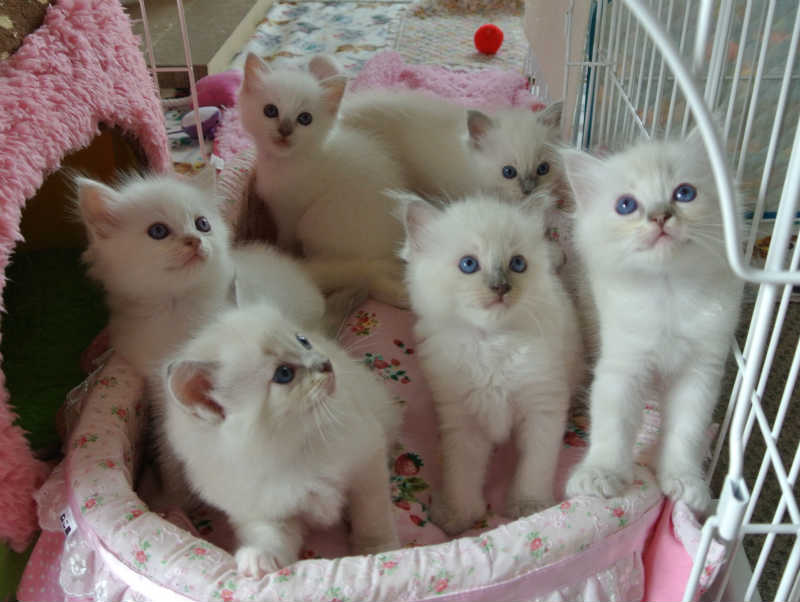 Lydia�̎q�ǂ��B